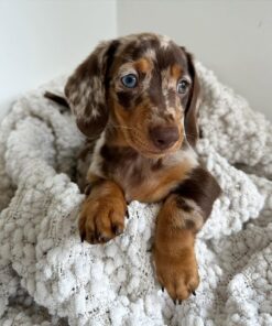 Rosie