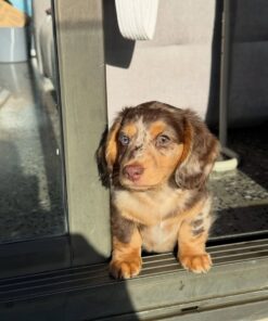 Remy