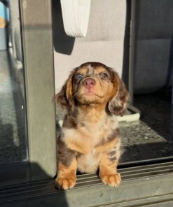 Alternative view of Remy
