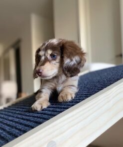 Alternative view of Daisy