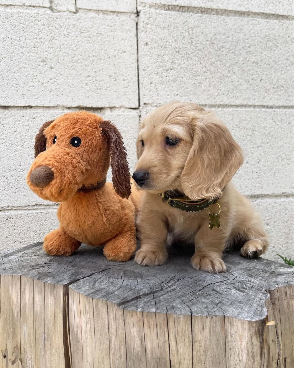 Charlie - Image 5