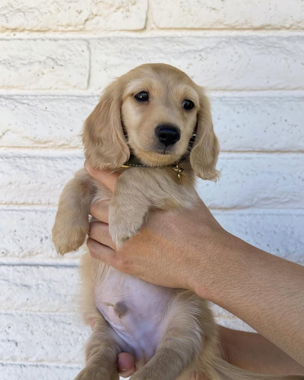 Charlie - Image 4
