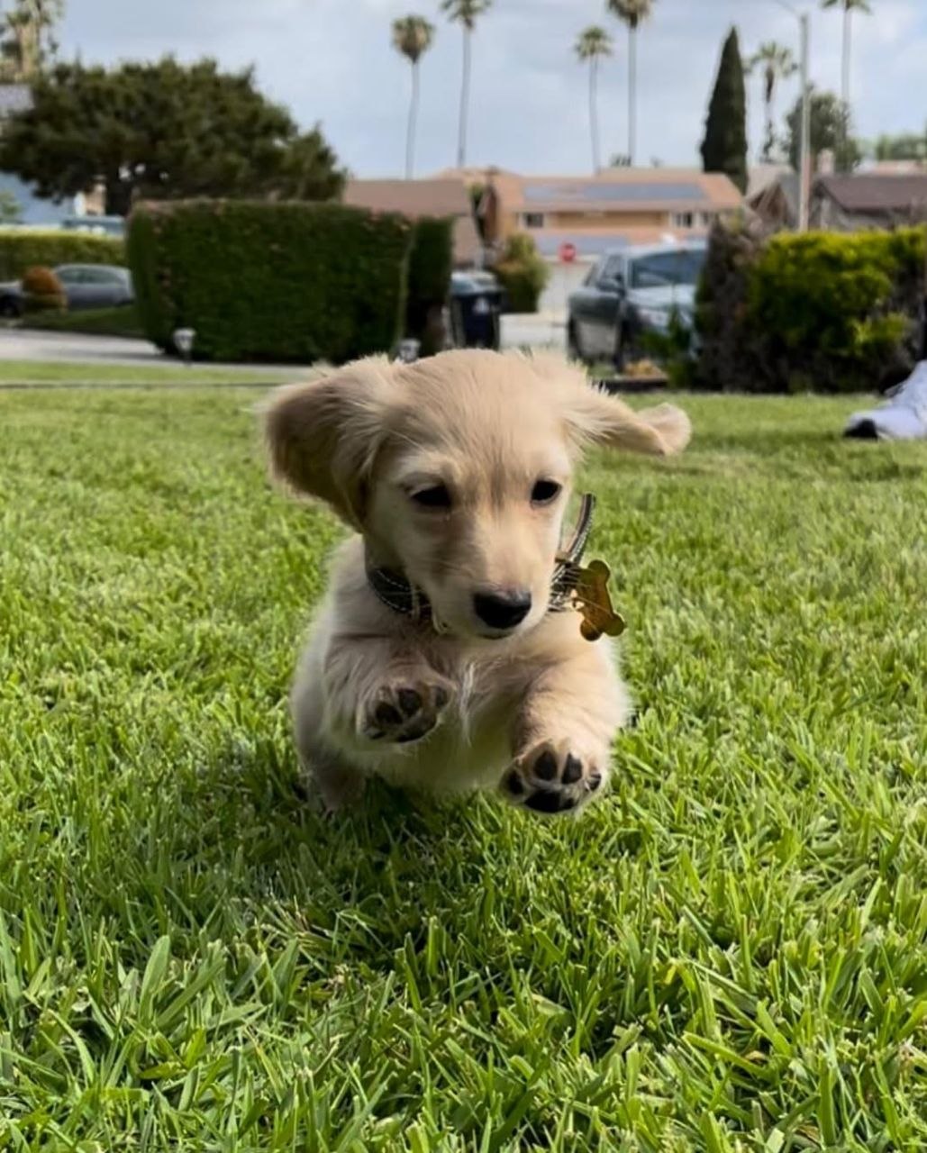Charlie - Image 3