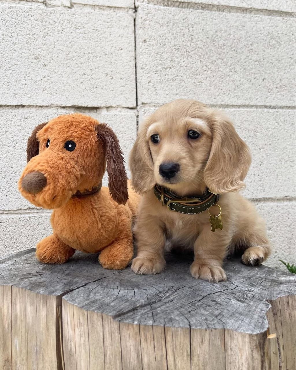 Charlie