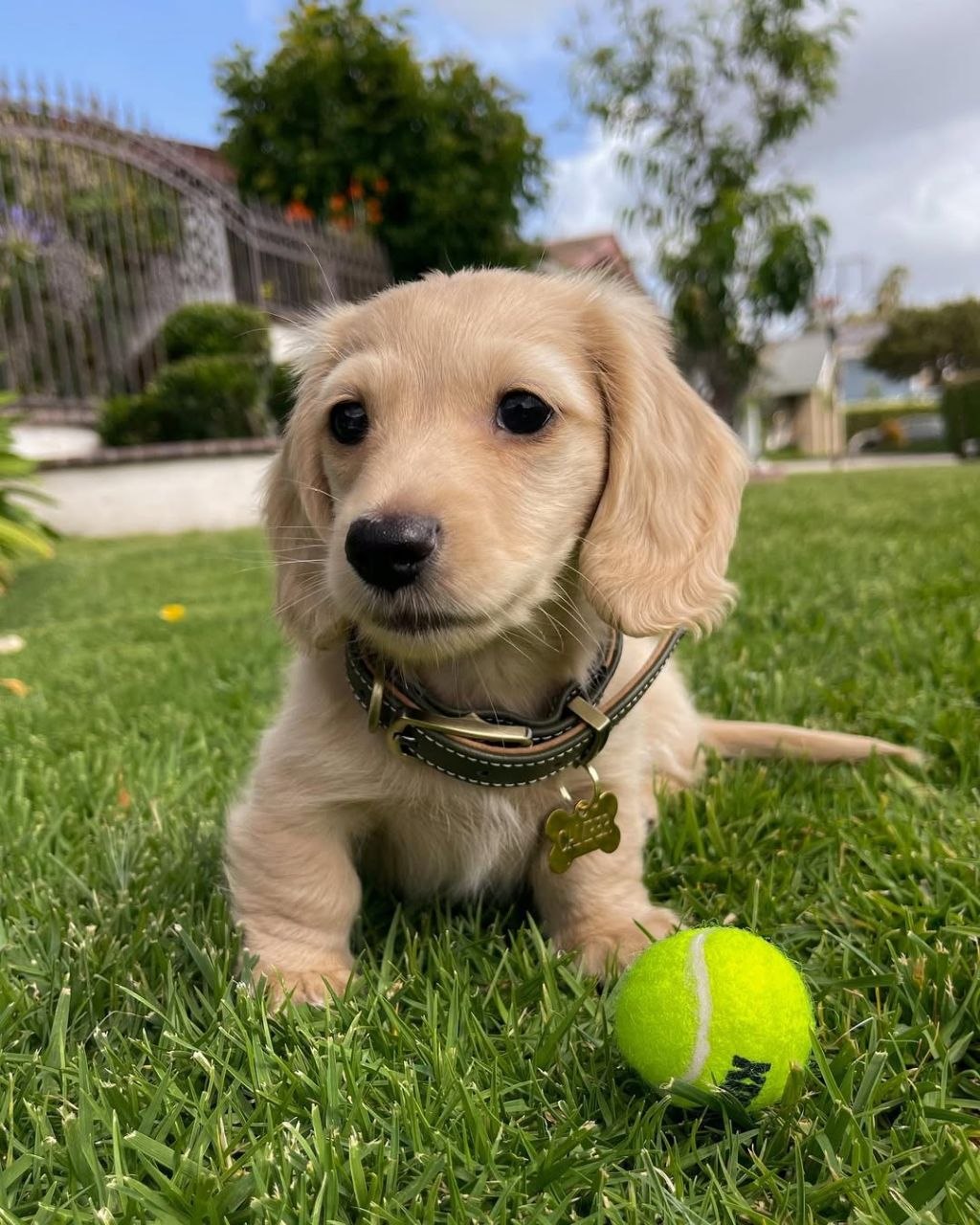 Charlie - Image 2