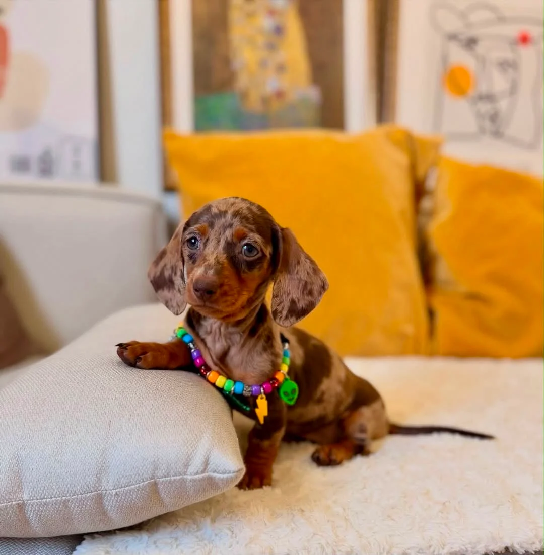 Dachshund puppy at Mini Lovely Dachshunds